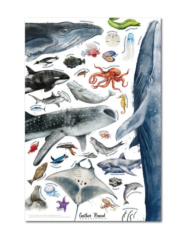 Ocean Life Poster Online now - Image 2
