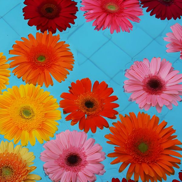 Orange Gerbera Daisy Blooms Fashion - Image 2