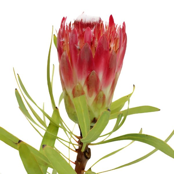 Pink Repens Protea Flower Online now - Image 5