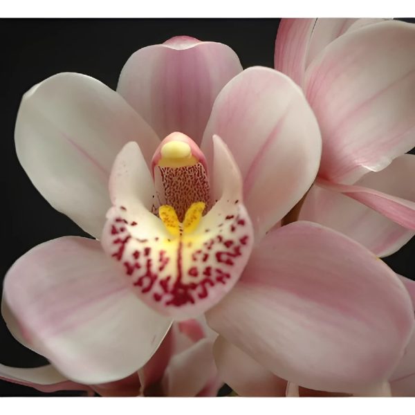 White Blush Mini Cymbidium Orchids Online now