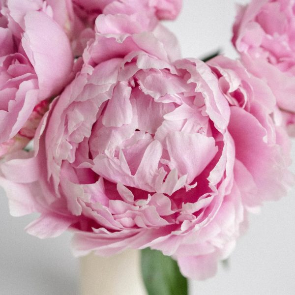 Pink Peonies for September Delivery Online