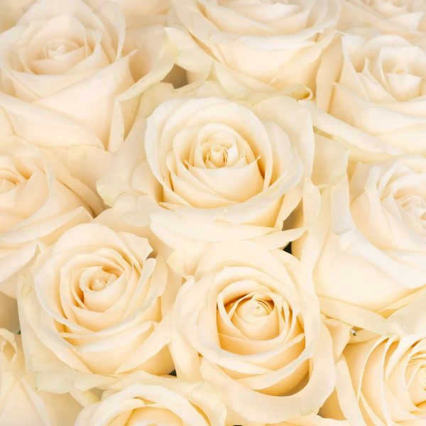 Vendela Ivory Rose Hot on Sale