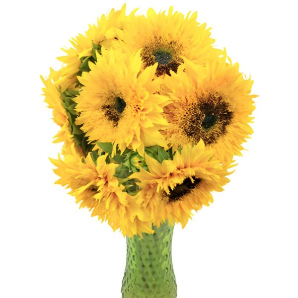 Sunsplash Mini Sunflowers on Sale - Image 4