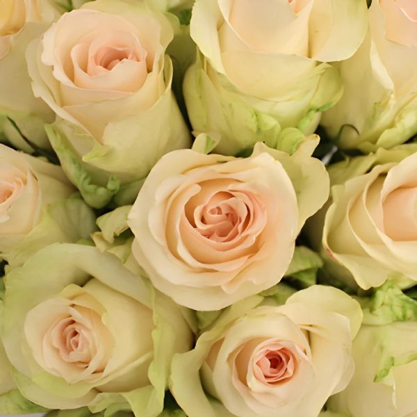 Senorita Blush Roses on Sale