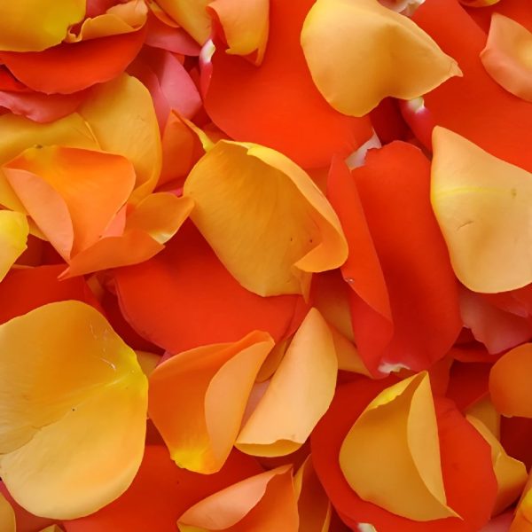Orange Fresh Rose Petals Online