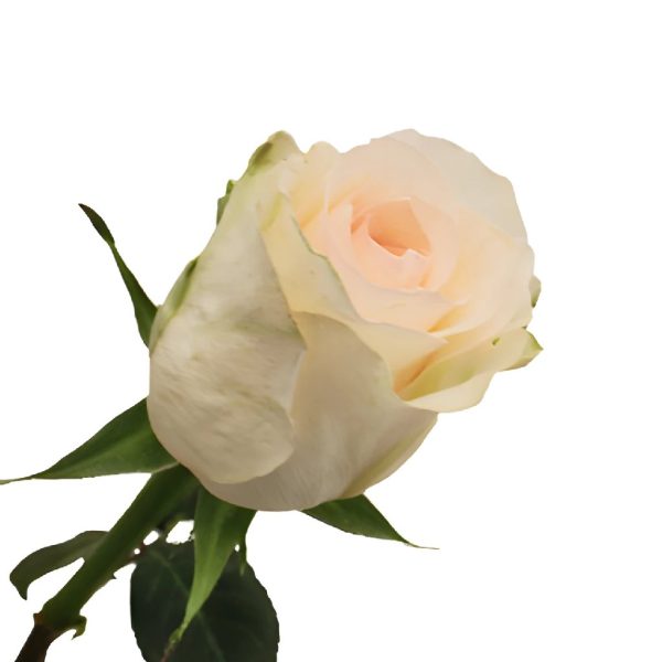 Senorita Blush Roses on Sale - Image 3
