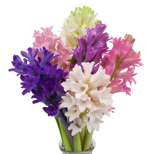 Mixed Color Hyacinth Flowers For Sale