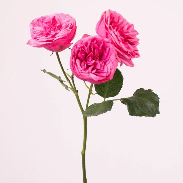 Pink Piano Peony Rose Hot on Sale - Image 2
