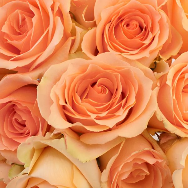 Versilia Peach Rose on Sale