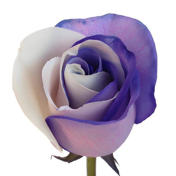 Purple and White Rainbow Roses Cheap