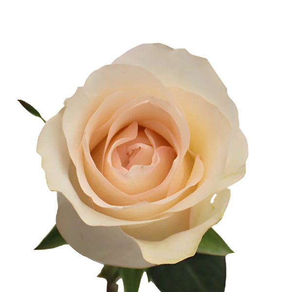 Senorita Blush Roses on Sale - Image 5