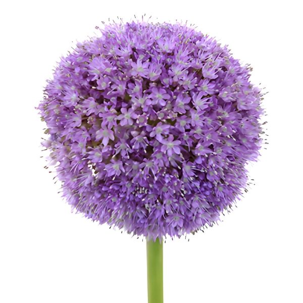 Lavender Globe Allium Flowers For Sale - Image 3