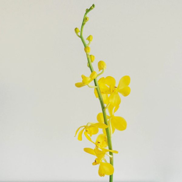 Sunshine Bright Yellow Mokara Orchid Sale - Image 2