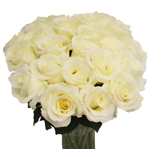 Blizzard White Rose Cheap - Image 4