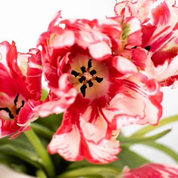 Cherry Splash Parrot Tulips Supply