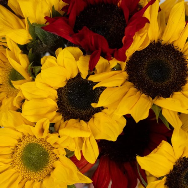 Assorted Sunflowers for Arranging DIY Flower Kit Cheap