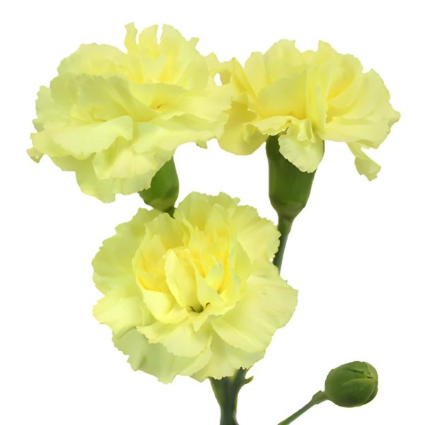 Bulk Butter Yellow Mini Carnation Flowers For Cheap - Image 2
