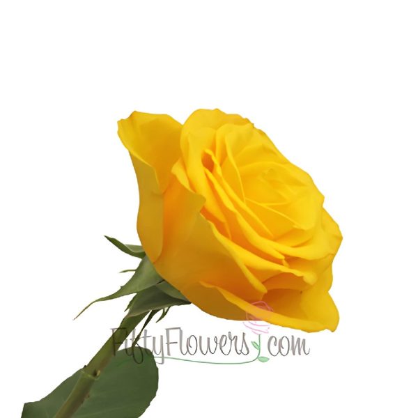 Kerio Golden Yellow Rose For Cheap - Image 3