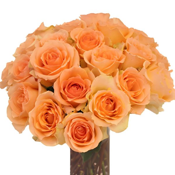 Versilia Peach Rose on Sale - Image 4