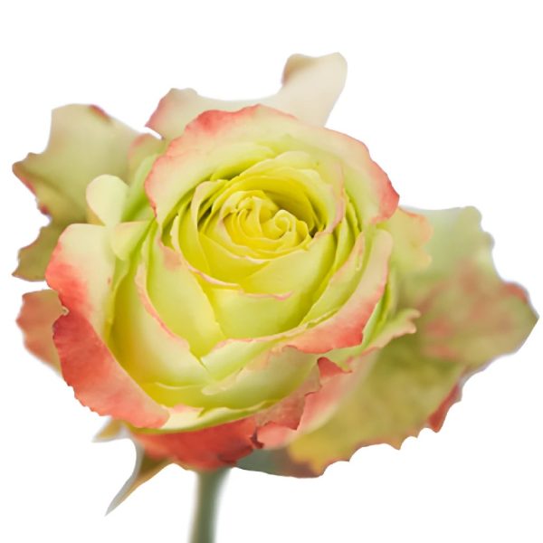 Antique Green Zazu Rose Supply - Image 2