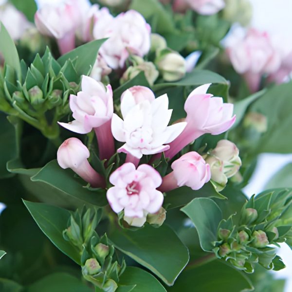 Light Pink Bouvardia Flowers Online Hot Sale