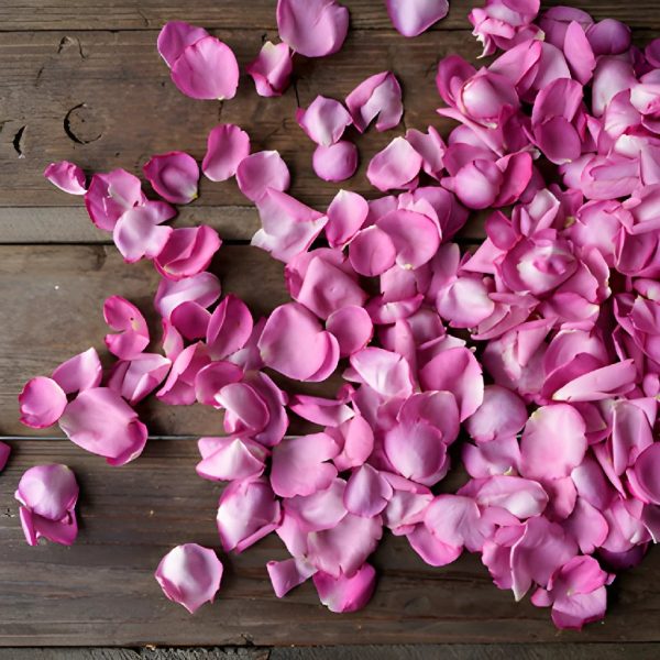 Magenta Garden Rose Petals Discount - Image 3