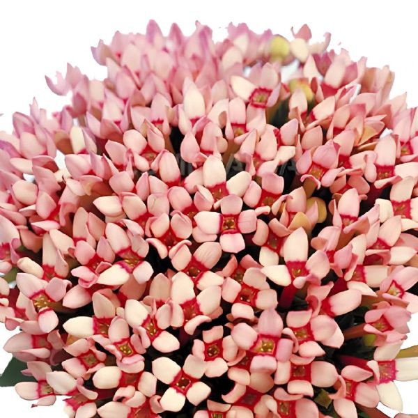 Light Pink Bouvardia Flowers Online Hot Sale - Image 4