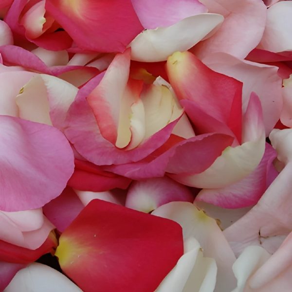 Pinksicle Rose Petals Cheap