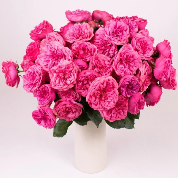 Pink Piano Peony Rose Hot on Sale - Image 3