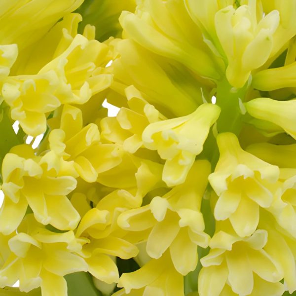 Yellow Hyacinth Flowers For Sale - Image 2