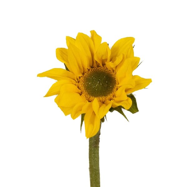 Mini Green Center Sunflowers Online now - Image 2