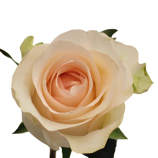 Senorita Blush Roses on Sale - Image 2