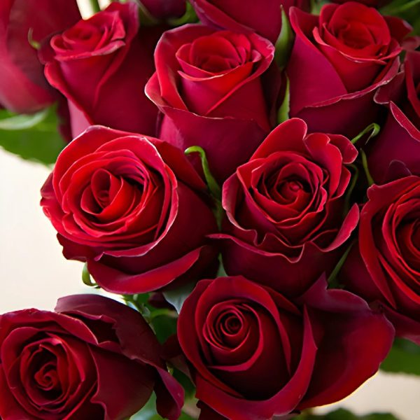 Rich Red Tinto Rose For Cheap