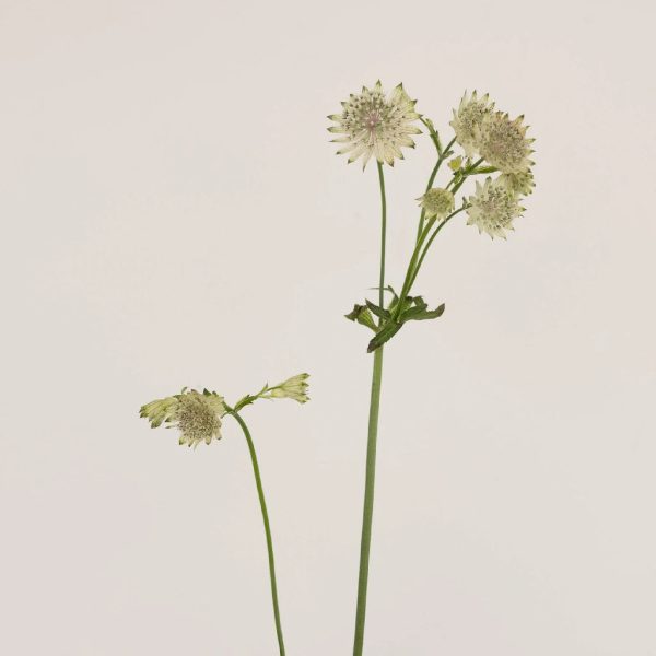 Ivory White Wedding Astrantia Flowers Fashion - Image 2