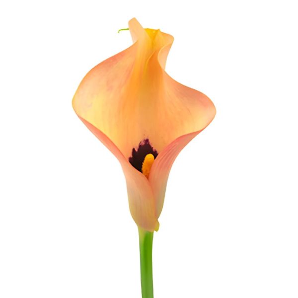 Peach Coral Calla Lily Flower Cheap - Image 2