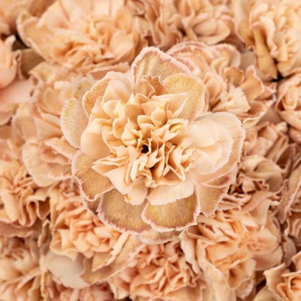 Vintage Peach Beige Carnation Flowers Online now