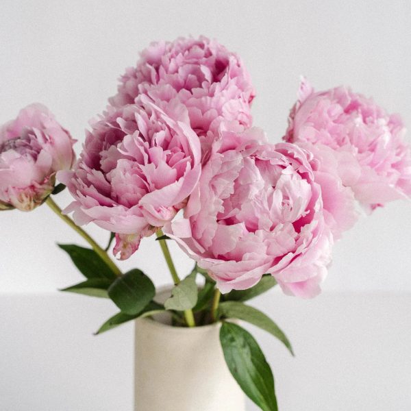 Pink Peonies for September Delivery Online - Image 3