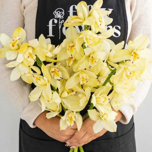 Cream Delight Mini Cymbidium Orchids Sale - Image 4