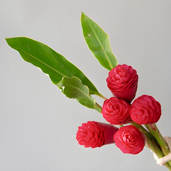 Hot Pink Tropical Ginger Sale - Image 2