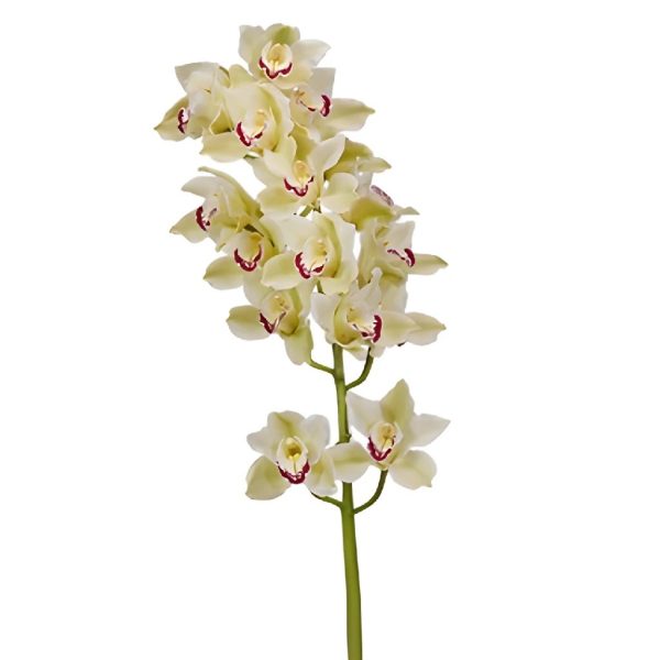 Light Green Dark Pink Lip Cymbidium Orchids Hot on Sale - Image 3