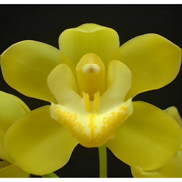 Lemon Icicle Mini Cymbidium Orchid Supply