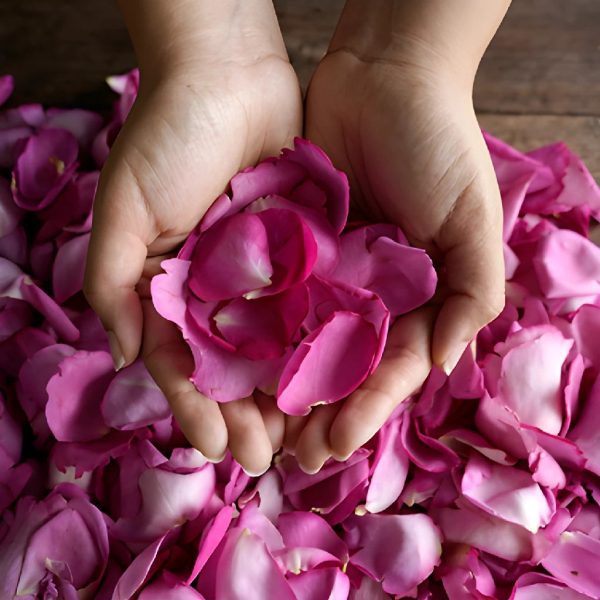 Magenta Garden Rose Petals Discount
