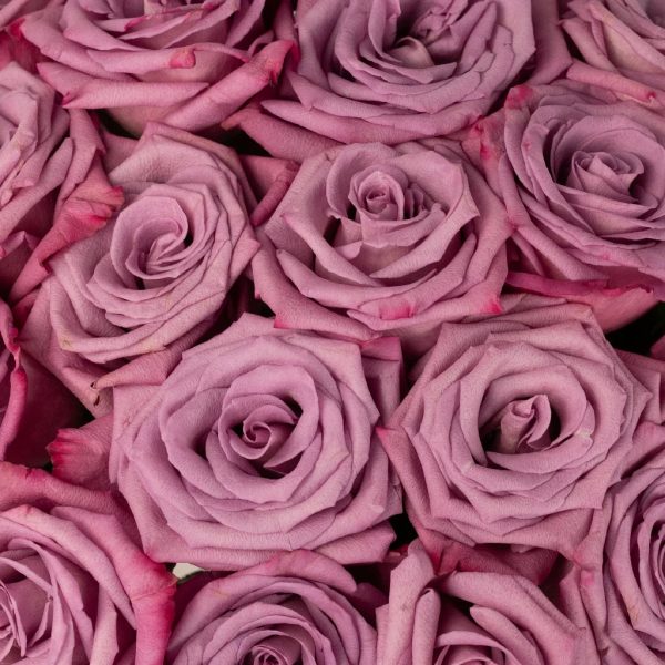 Antique Mauve Fresh Cut Rose Hot on Sale