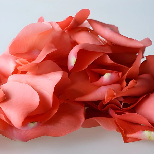 Coral Rose Petals Online Sale - Image 4