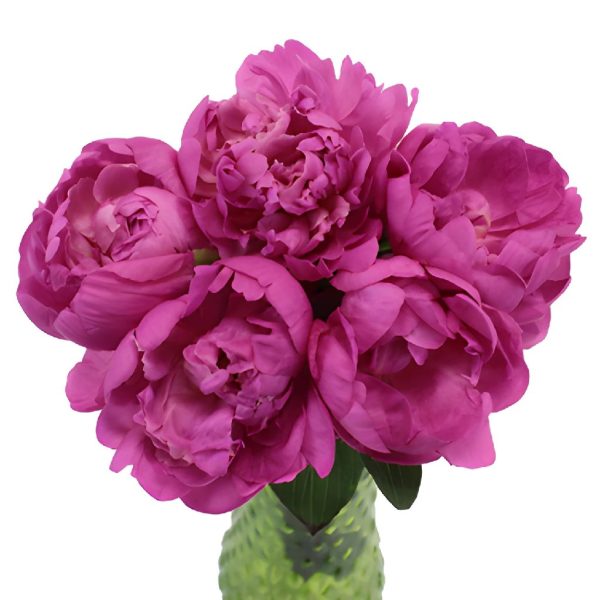Gilbert Barthelot Peonies for November Delivery Sale - Image 2