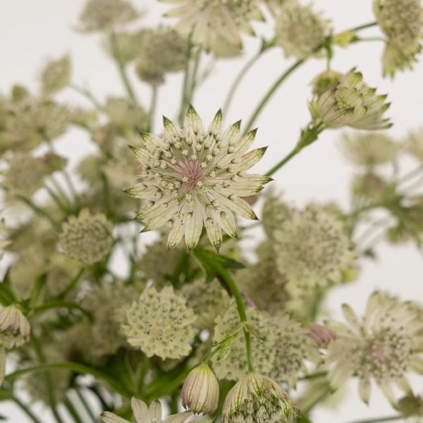 Ivory White Wedding Astrantia Flowers Fashion