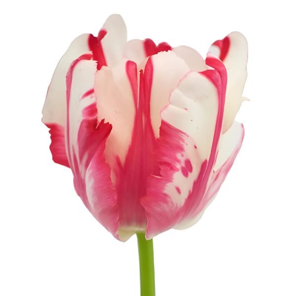 Cherry Splash Parrot Tulips Supply - Image 2