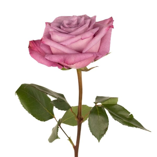 Antique Mauve Fresh Cut Rose Hot on Sale - Image 2