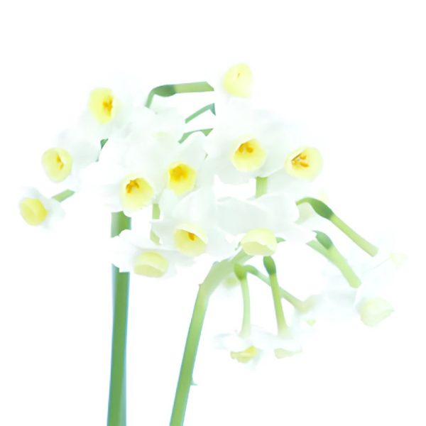 St. Avalanche Narcissus Daffofil Flowers Sale