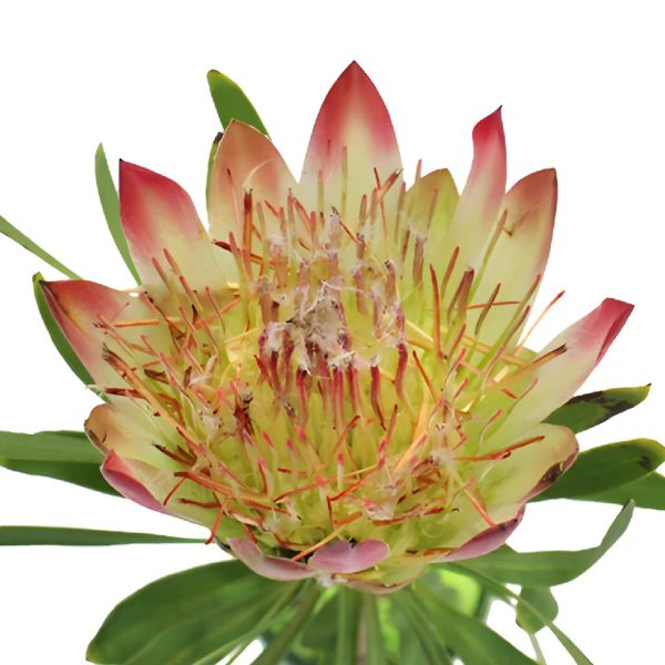 Pink Repens Protea Flower Online now